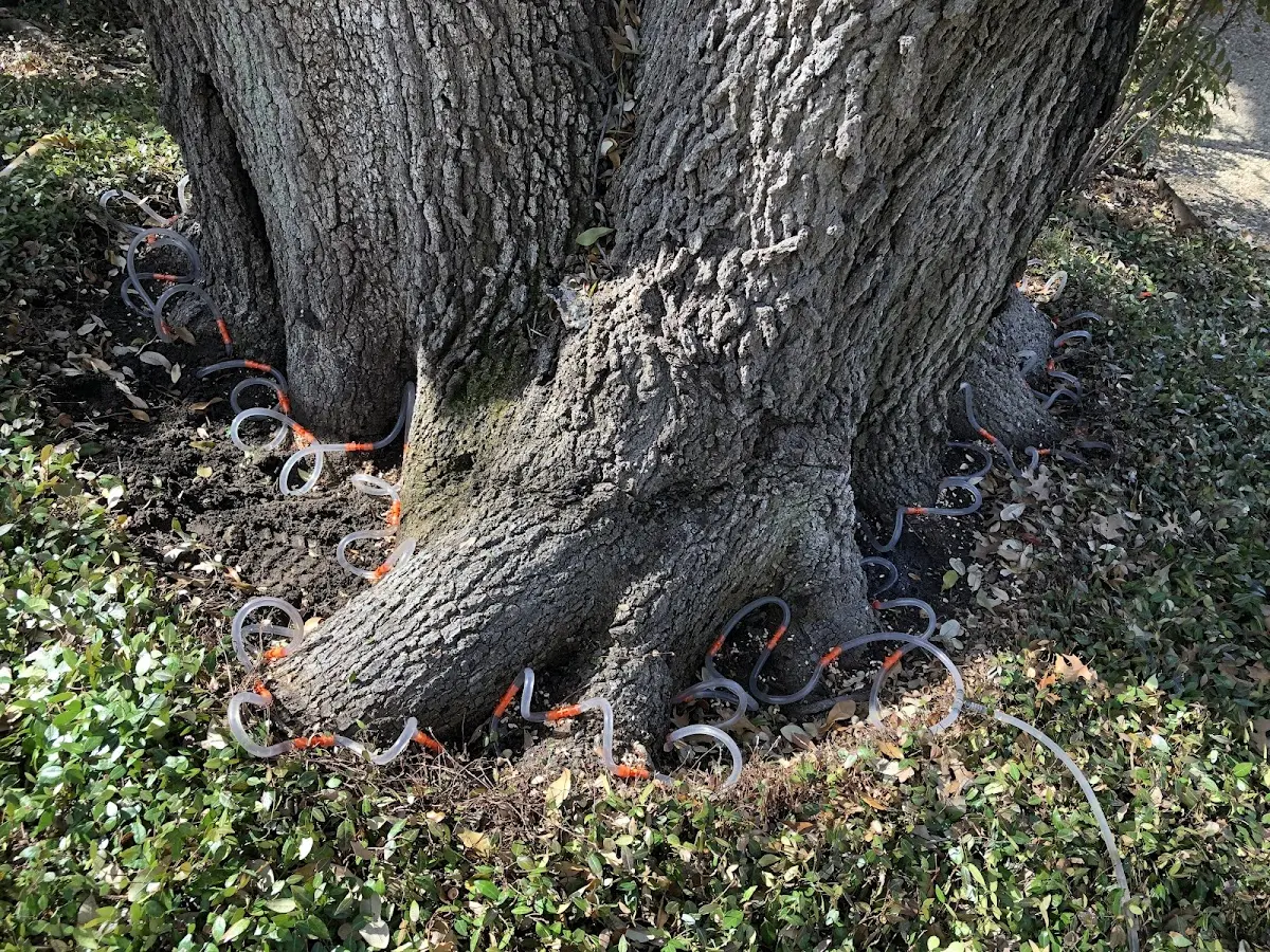 Detailed Tree Cabling and Bracing job site in Geneseo