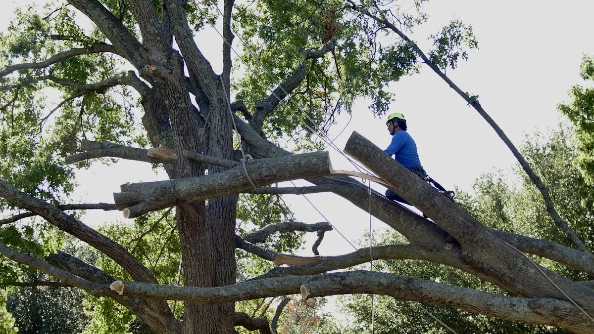 Professional Crown Thinning performed by certified arborists in Geneseo